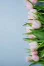 Light blue background with copy space and bunch of pink tulips Royalty Free Stock Photo