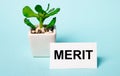 On a light blue background - a potted plant and a white card with the inscription MERIT Royalty Free Stock Photo