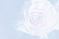 Light blue background with wonderful tender rose