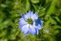 Light blue black cumin flower against green background Royalty Free Stock Photo