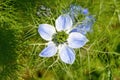 Light blue black cumin flower against green background Royalty Free Stock Photo