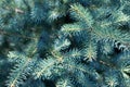 Light blue branches of a slender young spruce. Christmas tree. Royalty Free Stock Photo