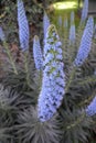 Light blue color of Pride-of-Madeira flowers, also known with scientific name Echium Candicans