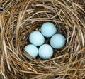 Five pale Eastern bluebirds eggs in nest