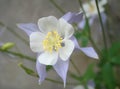 Light blue columbine flower Royalty Free Stock Photo