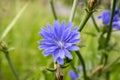 Light blue Common chicory in bloom Royalty Free Stock Photo