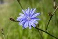 Light blue Common chicory in bloom Royalty Free Stock Photo