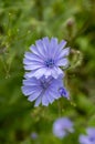 Light blue Common chicory in bloom Royalty Free Stock Photo