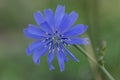 Light blue Common chicory in bloom, wild flowering plant Royalty Free Stock Photo