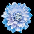 Light blue dahlia. Flower on black isolated background with clipping path. For design. Closeup. Royalty Free Stock Photo