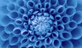 Dahlia flower: light blue dahlia flower macro photo. Picture in color emphasizing the intricate geometric pattern