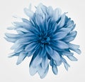 Light blue dahlia  flower white  background isolated  with clipping path. Closeup. For design. Royalty Free Stock Photo