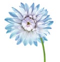 Light Blue dahlia. Flower on a white isolated background with clipping path. For design. Closeup. Royalty Free Stock Photo