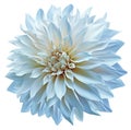 Light blue dahlia. Flower on a white isolated background with clipping path. For design. Closeup. Royalty Free Stock Photo
