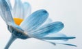 Light blue daisy flower petals on white background Royalty Free Stock Photo