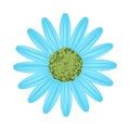 Light Blue Daisy Flower on White Background Royalty Free Stock Photo