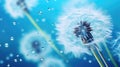 Light blue Dandelion flower seeds and rain droplets close-up background Royalty Free Stock Photo