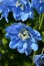 Light blue decorative garden flower with white inner petals blossoming in spring afternoon sunshine. Royalty Free Stock Photo