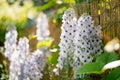 Light blue delphinium flowers blossoming on flower bed on sunny summer day