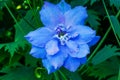 Light Blue Delphinium Van Dusen Garden Vancouver British Columbia Canada