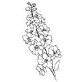 Light blue delphinium wedding bouquet, delphinium flower bouquet of black and white illustration, pencil art larkspur flower, Royalty Free Stock Photo