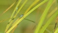 Light blue dragonfly resting on a stem of grass Royalty Free Stock Photo