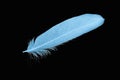 Light blue feather covered with drops of water, rain on a black background. Royalty Free Stock Photo