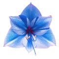 Light blue flower amaryllis isolated on a white background