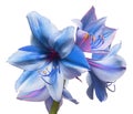 Light blue flower bouquet amaryllis isolated on a white background