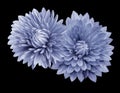 Light blue flower chrysanthemums; on the black isolated background with clipping path. Closeup. no shadows. For design. Royalty Free Stock Photo