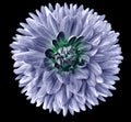 Light blue flower dahlia. Flower isolated on black background. For design. Closeup. Clearer focus. Royalty Free Stock Photo