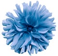 Light blue flower dahlia  on a white  background isolated  with clipping path. Closeup. shaggy  flower for design. Royalty Free Stock Photo