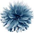 light blue flower dahlia on a white background isolated with clipping path. Closeup. shaggy flower for design. Royalty Free Stock Photo