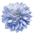 Light blue flower  dahlia on white isolated background with clipping path.  Closeup. For design. Royalty Free Stock Photo