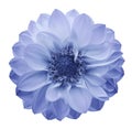 Light blue flower dahlia on a white isolated background with clipping path. Closeup. Royalty Free Stock Photo