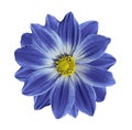 Light blue flower daisy on a white isolated background with clipping path. Closeup. Royalty Free Stock Photo