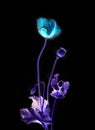 Light blue flower in dark backdrop Royalty Free Stock Photo