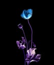 Light blue flower in dark backdrop Royalty Free Stock Photo