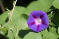 Light Blue Flower Of Ipomoea Purpurea Or Purple Morning Glory Plant