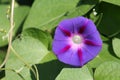 Light Blue Flower Of Ipomoea Purpurea Or Purple Morning Glory Plant