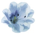 Light blue flower lily on a white isolated background with clipping path no shadows. Closeup. Royalty Free Stock Photo