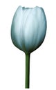 Light blue flower tulip on white isolated background with clipping path. Close-up. Shot of White Colored. Royalty Free Stock Photo