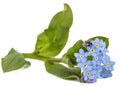 Light blue flowers of Forget-me-not (Myosotis arvensis), isolate Royalty Free Stock Photo