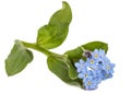 Light blue flowers of Forget-me-not (Myosotis arvensis), isolate Royalty Free Stock Photo