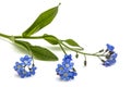 Light blue flowers of Forget-me-not (Myosotis arvensis), isolate