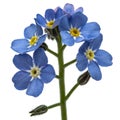 Light blue flowers of Forget-me-not (Myosotis arvensis), isolate Royalty Free Stock Photo