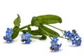 Light blue flowers of Forget-me-not (Myosotis arvensis), isolate Royalty Free Stock Photo