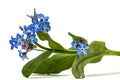 Light blue flowers of Forget-me-not (Myosotis arvensis), isolate Royalty Free Stock Photo