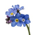 Light blue flowers of Forget-me-not (Myosotis arvensis), isolate Royalty Free Stock Photo