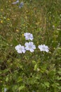 Linum perenne plants in bloom Royalty Free Stock Photo